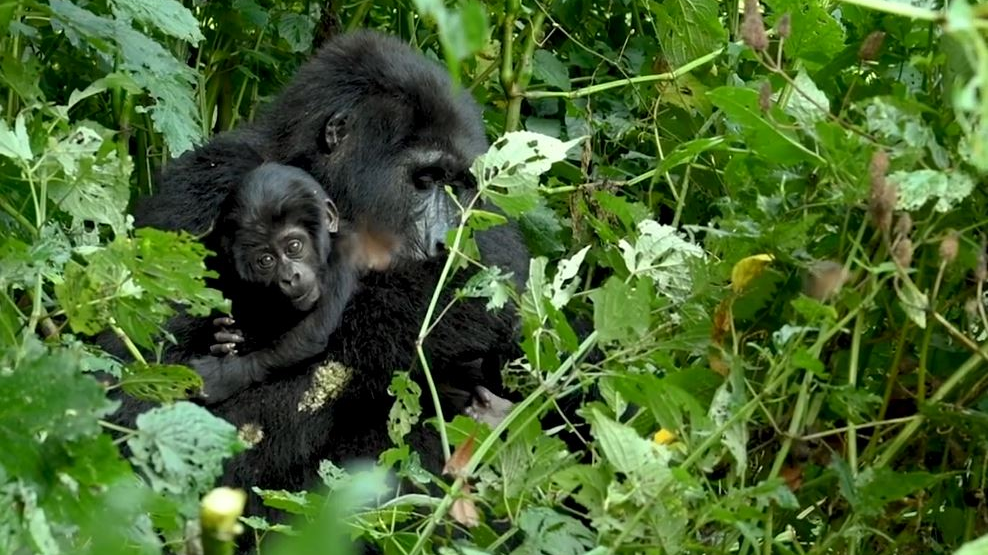 A mother and child in Bwindi Impenetrable National Park. /Nick Penny