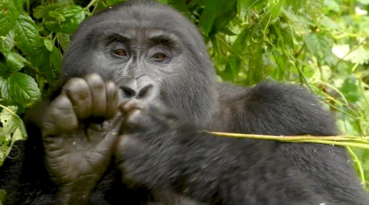 A gorilla up close in Bwindi Impenetrable National Park. /Nick Penny