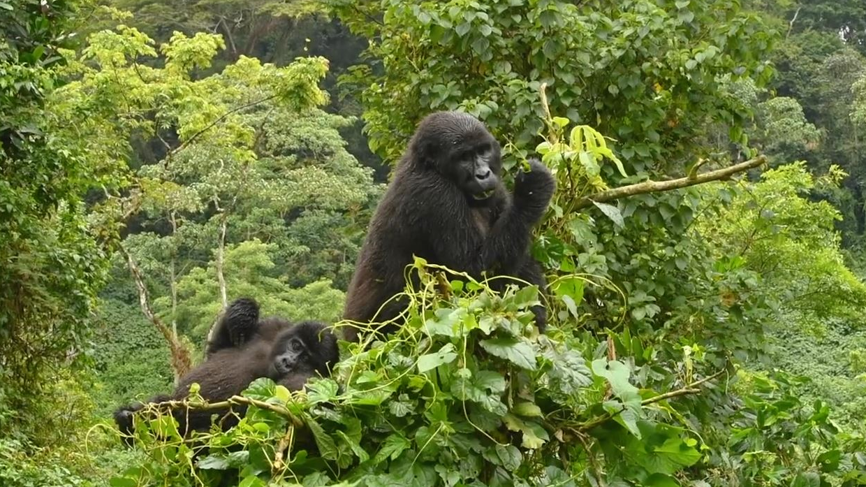 Gorillas play in Bwindi Impenetrable National Park. /Nick Penny