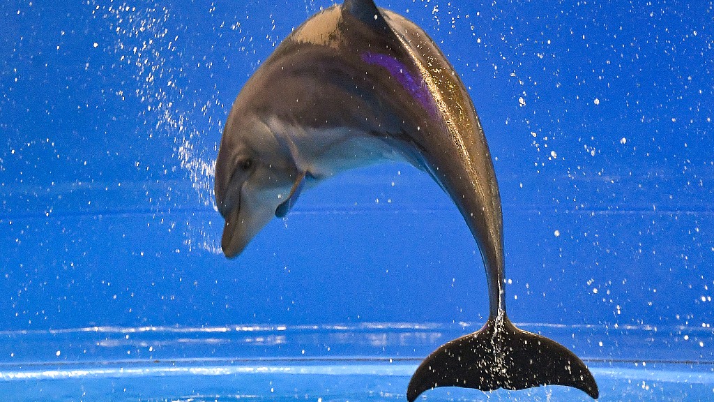 A Black Sea common bottlenose dolphin is seen during an open training session in the dolphinarium at the Okean medical center, Vladivostok, Russia. /Yuri Smityuk/TASS