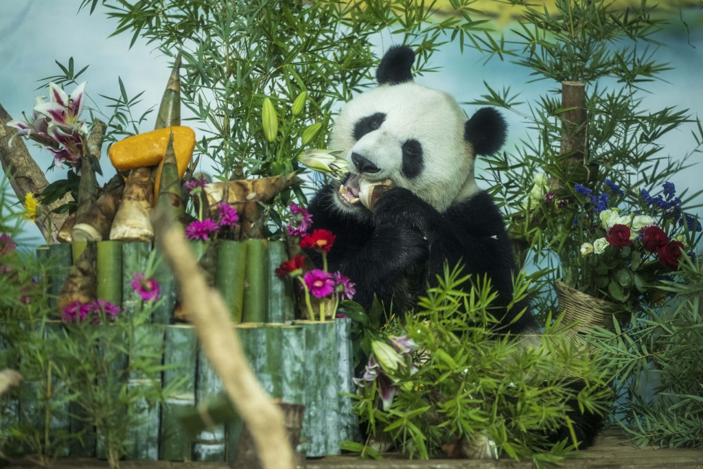 Giant panda Ji Mei enjoys a feast as part of their birthday celebrations at a zoo in Nanning. /CFP
