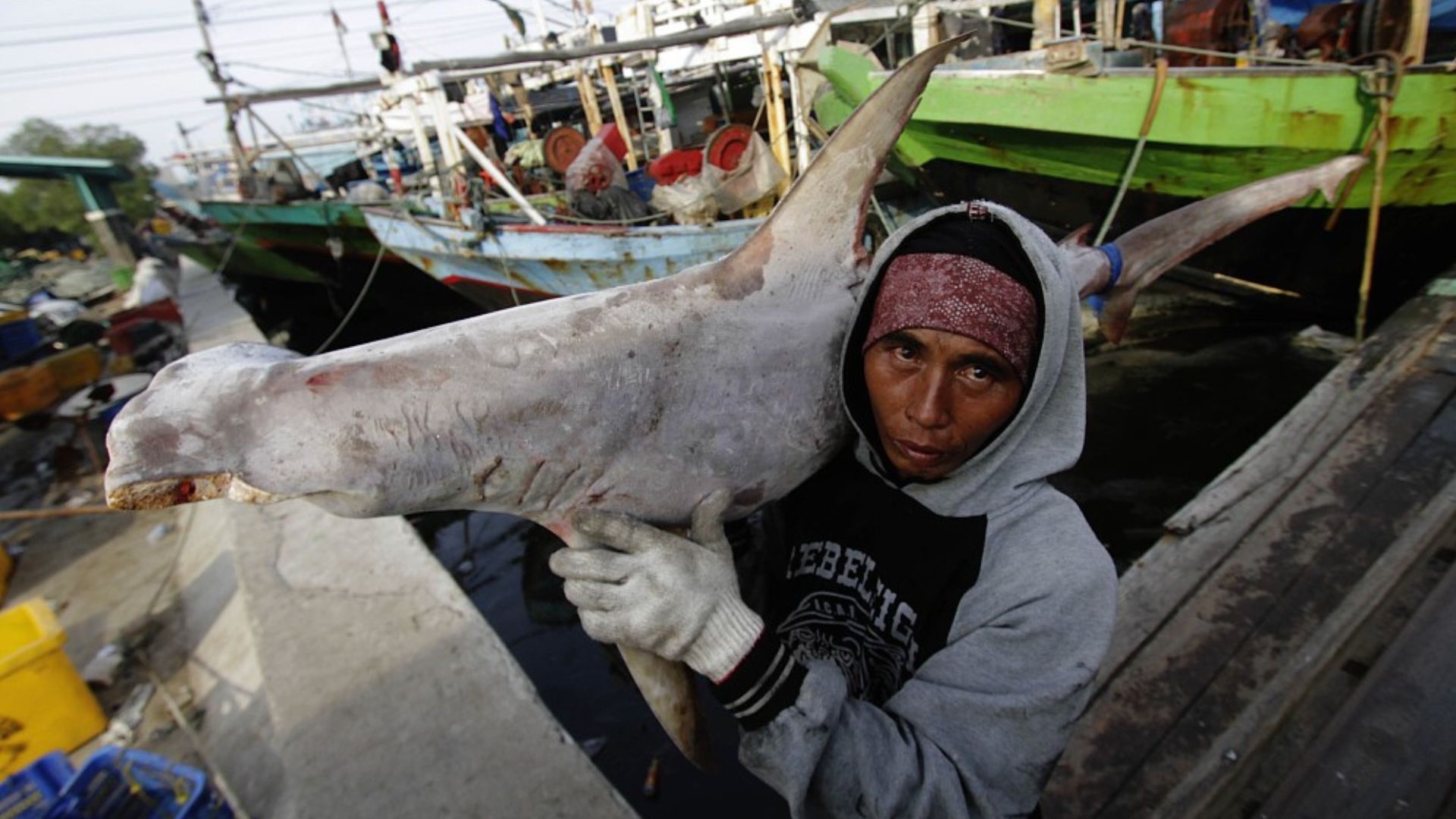 An illegally fished shark, taken from Indonesian waters, to send to a Jakarta fish market. /Eko Siswono Toyudho/Anadolu Agency/File