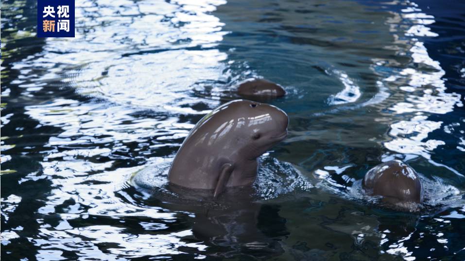 Three Yangtze finless porpoises in Baiji Aquarium of Institute of Hydrobiology, Chinese Academy of Sciences in Wuhan City, central China's Hubei Province/CCTV