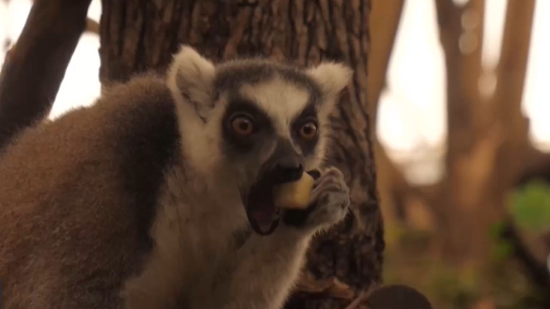 布达佩斯动物园里，狐猴正在吃冷冻零食。  /中国环球电视网