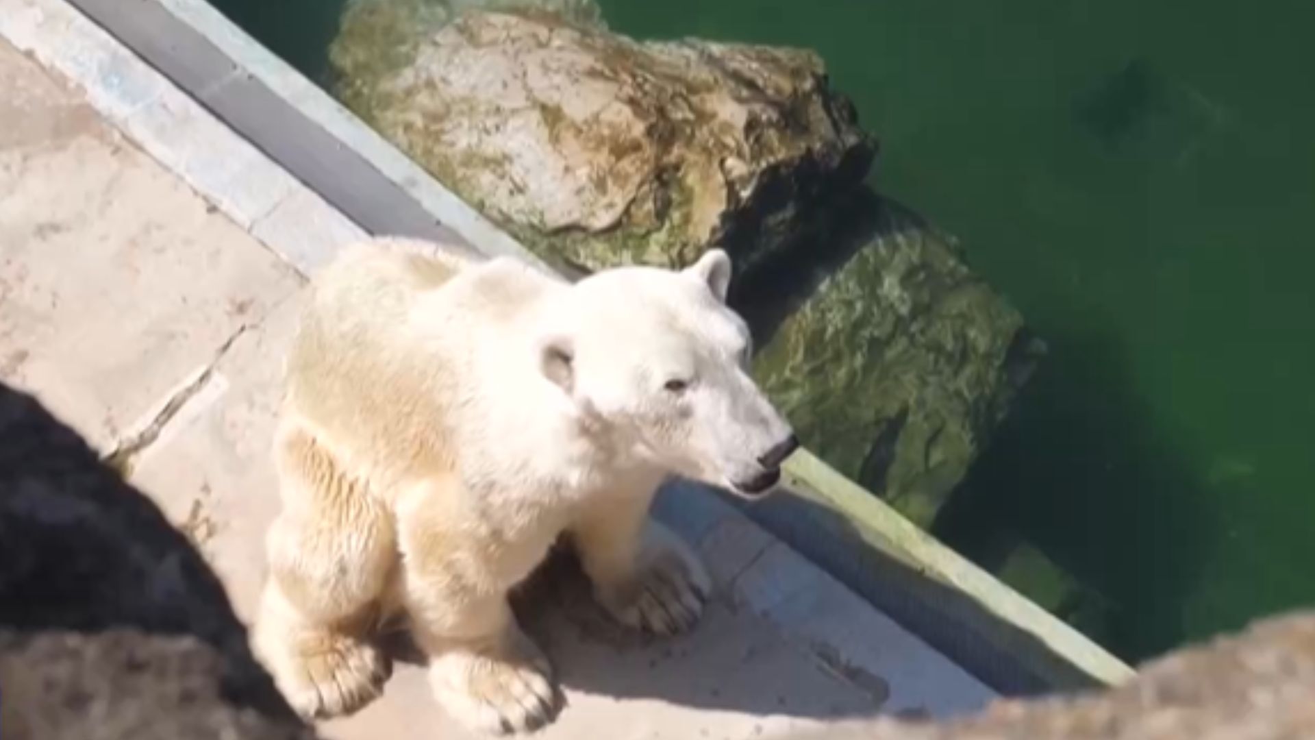 布达佩斯动物园的北极熊正在忍受酷暑。  /中国环球电视网