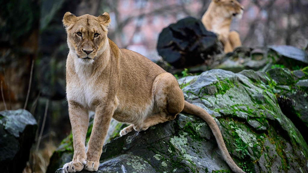 Three African lions arrived at Berlin Zoo in 2020 – could this be the animal on the loose? /John MacDougall/CFP