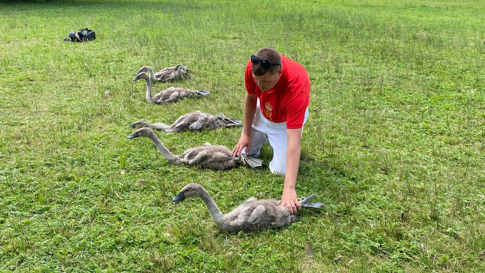 A Swan Upper making an on-land inspection of new cygnets. /Catherine Drew/CGTN