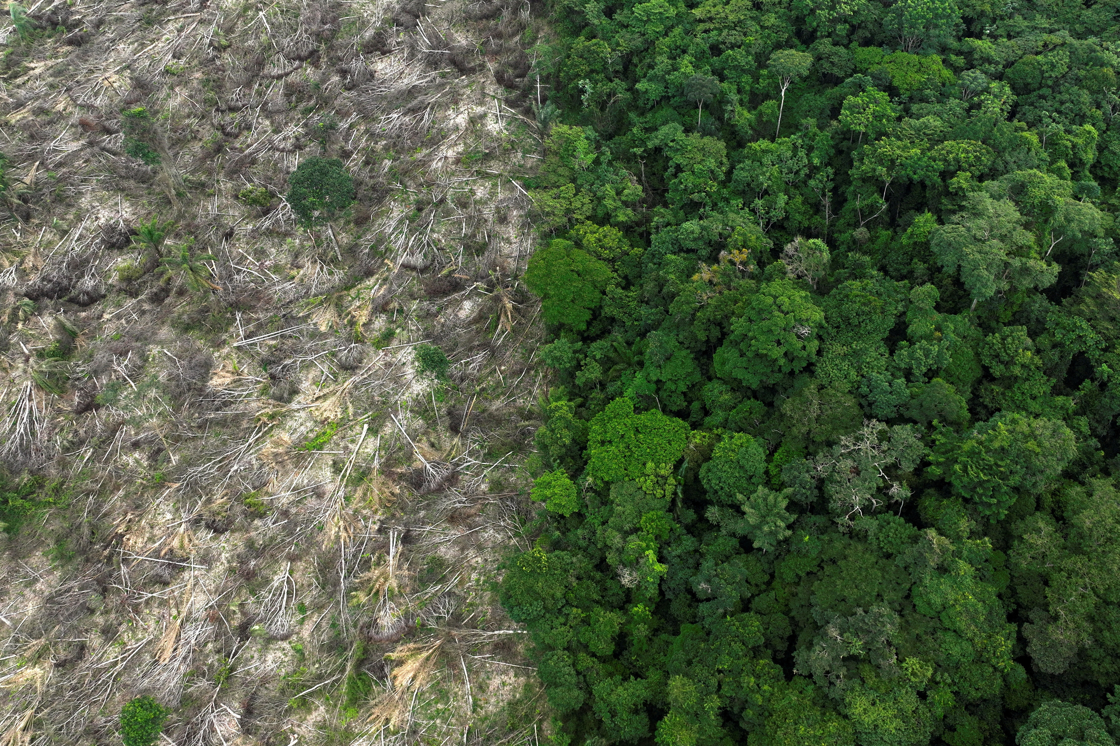 A new EU law will require importers of certain food products and palm oil to show supply chains aren't destroying forests. /Ueslei Marcelino/Reuters