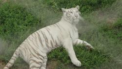 Extremely rare white Bengal tiger gives birth to sextuplets in China