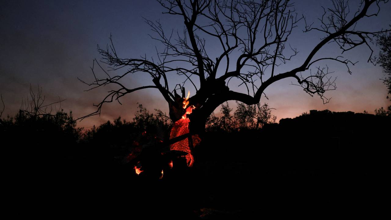 A charred tree on fire is seen at dusk as a wildfire burns in Nea Aghialos in central Greece. /Alexandros Avramidis/Reuters