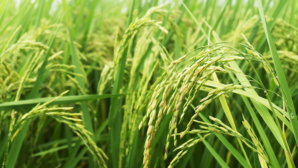 New Chinese breakthrough in hybrid rice breeding could feed billions - CGTN