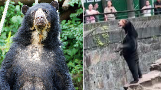 Angela shows off on the right - would the real sun bear please stand up./ Reuters