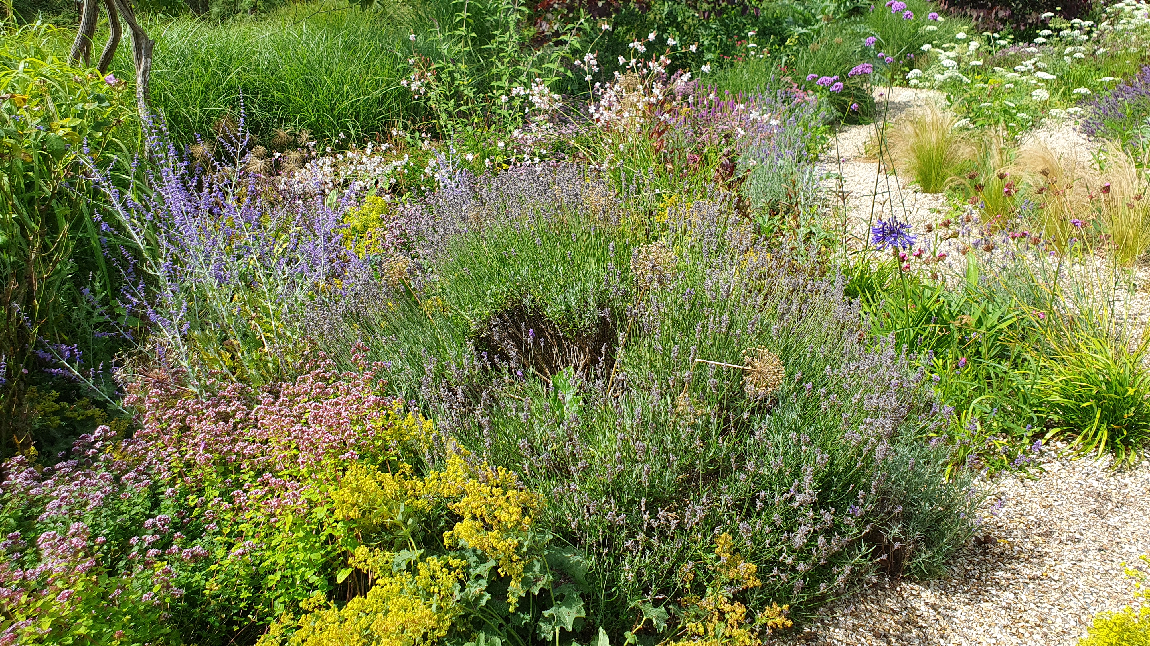 Some plants that currently thrive in the UK are unlikely to survive if temperatures continue to increase. But others, such as this Lavender Hidcote, thrive in a warmer Mediterranean climate./CGTN.