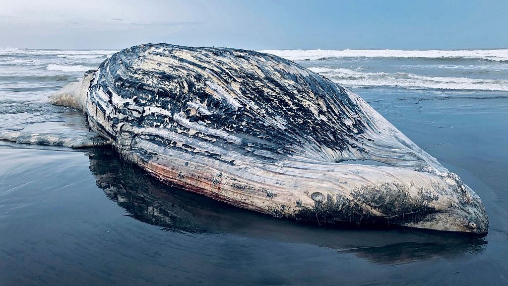 A handout photo released by the Guatemalan Protected Areas National Council (CONAP) showing a 13-meter-long dead humpack whale beached on El Tulate Beach, Guatemala. /CFP