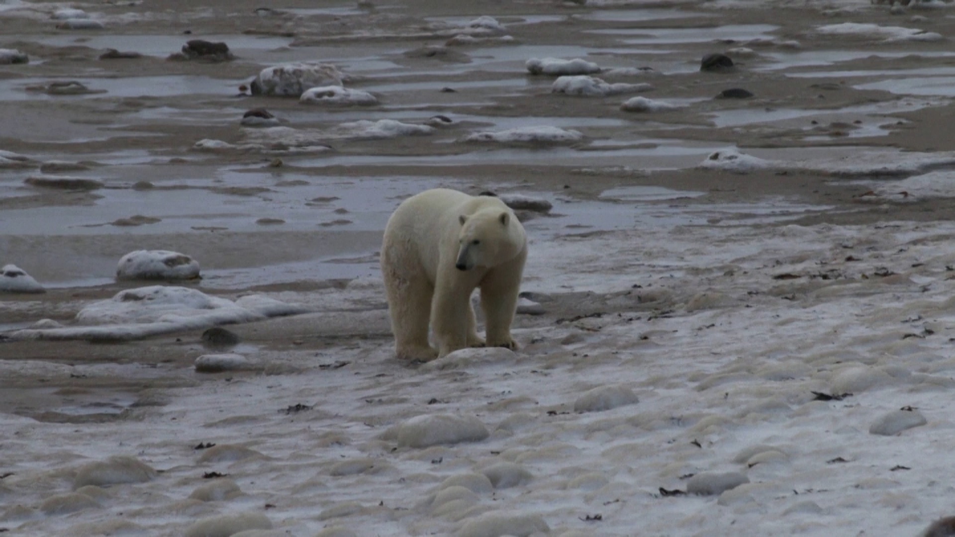 Polar bears are being affected by melting sea ice – and so are humans. /Reuters