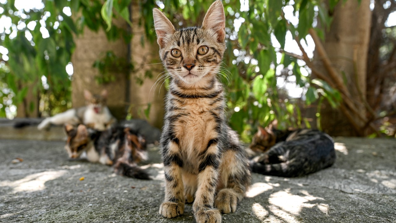 Thousands of Cypriot cats are dying of coronavirus. /Ozan Kose/AFP