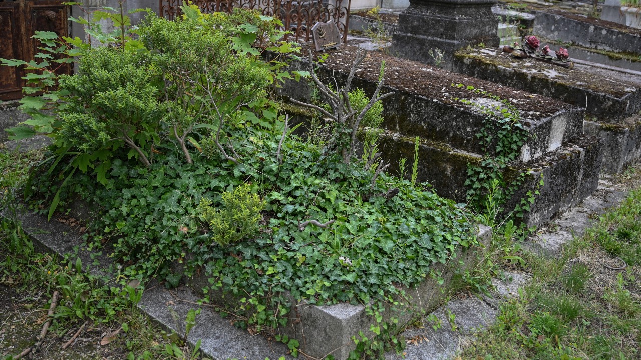 Weeds are seen growing uncut around the tombs at the Pere Lachaise cemetery in Paris. /Bertrand Guay/AFP