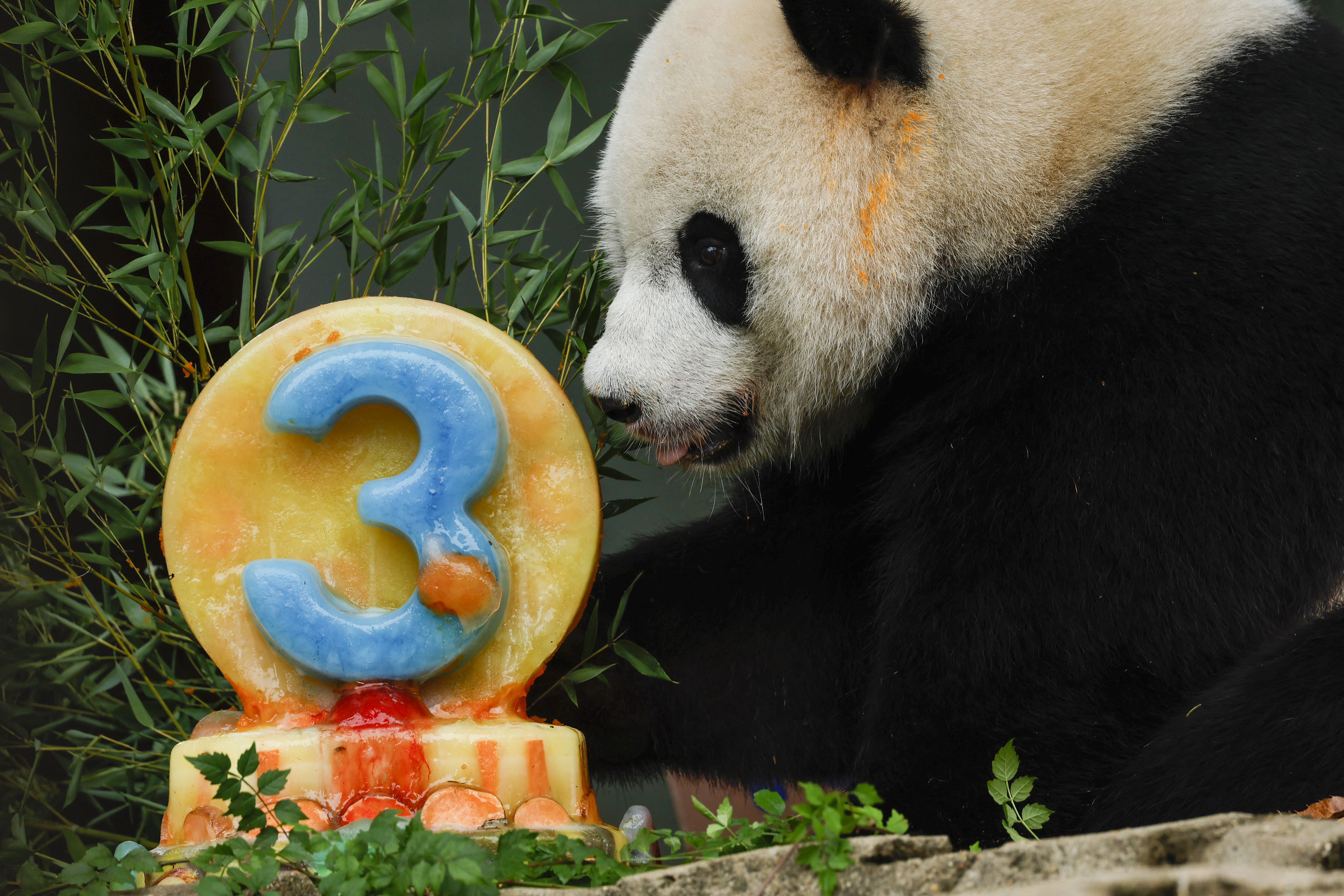 Giant panda club, Ziao Qi Ji celebrated its third birthday in the U.S. before it returns to China in December. /Anna Moneymaker / GETTY IMAGES NORTH AMERICA / Getty Images via AFP


