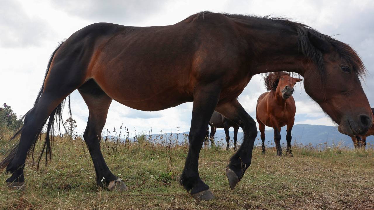 Since 1975, there's been an almost 95 percent reduction in the number of horses in Serbia. /Zorana Jevtic/Reuters