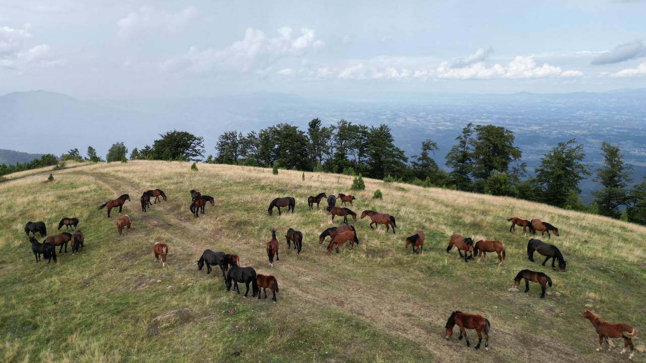 A herd of about 40 wild horses, once used for farm work, now roam free on Stolovi mountain in Serbia's southwest. /Zorana Jevtic/Reuters