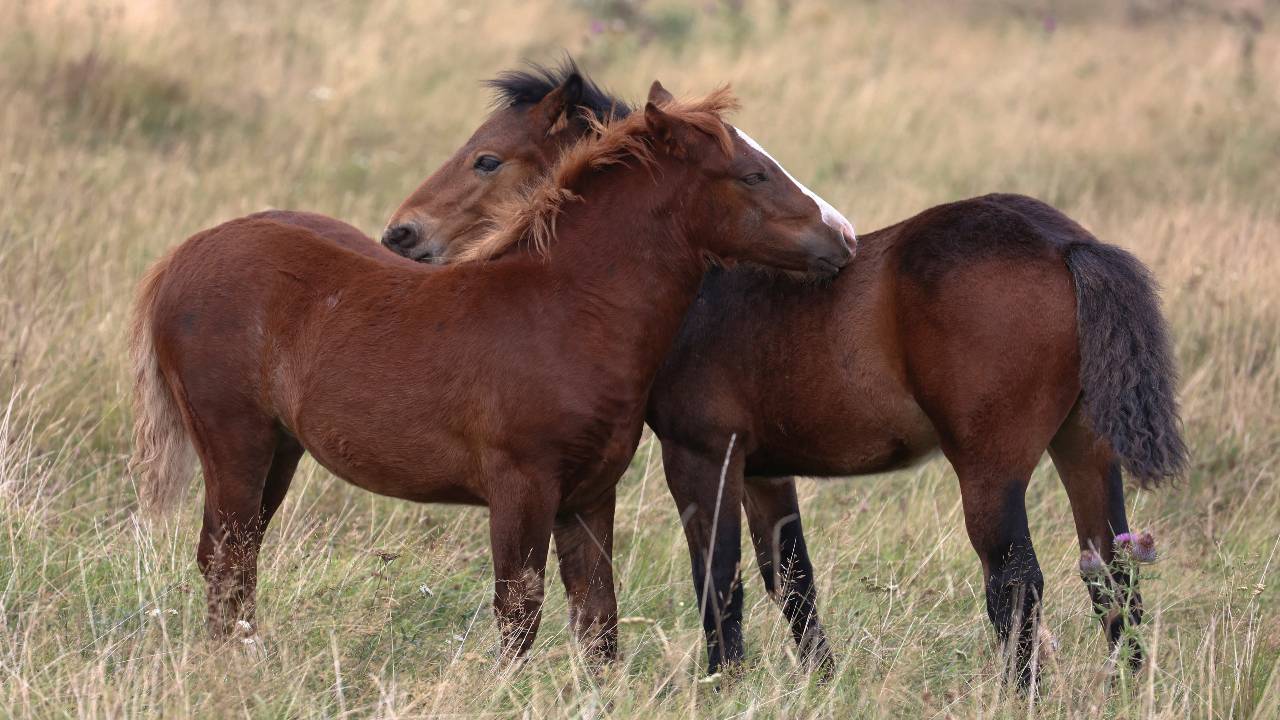 Nikolic says that nowadays, the Stolovi horses 'are not needed by anyone.' /Zorana Jevtic/Reuters
