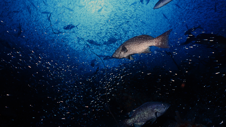 Good climate news? Fish can weather sea heatwaves, new study shows - CGTN