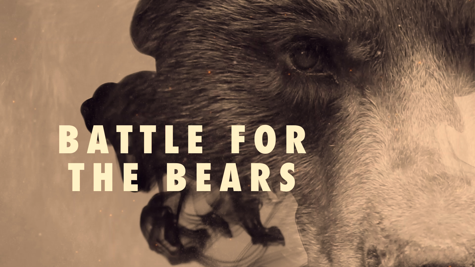 Battle for the Bears