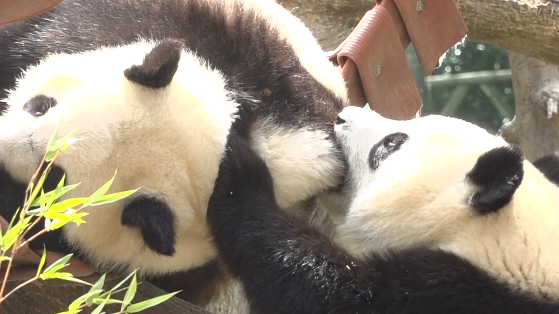 Giant panda twins, You You and Jiu Jiu, celebrated their second birthday at Madrid Zoo on Friday. /CGTN.