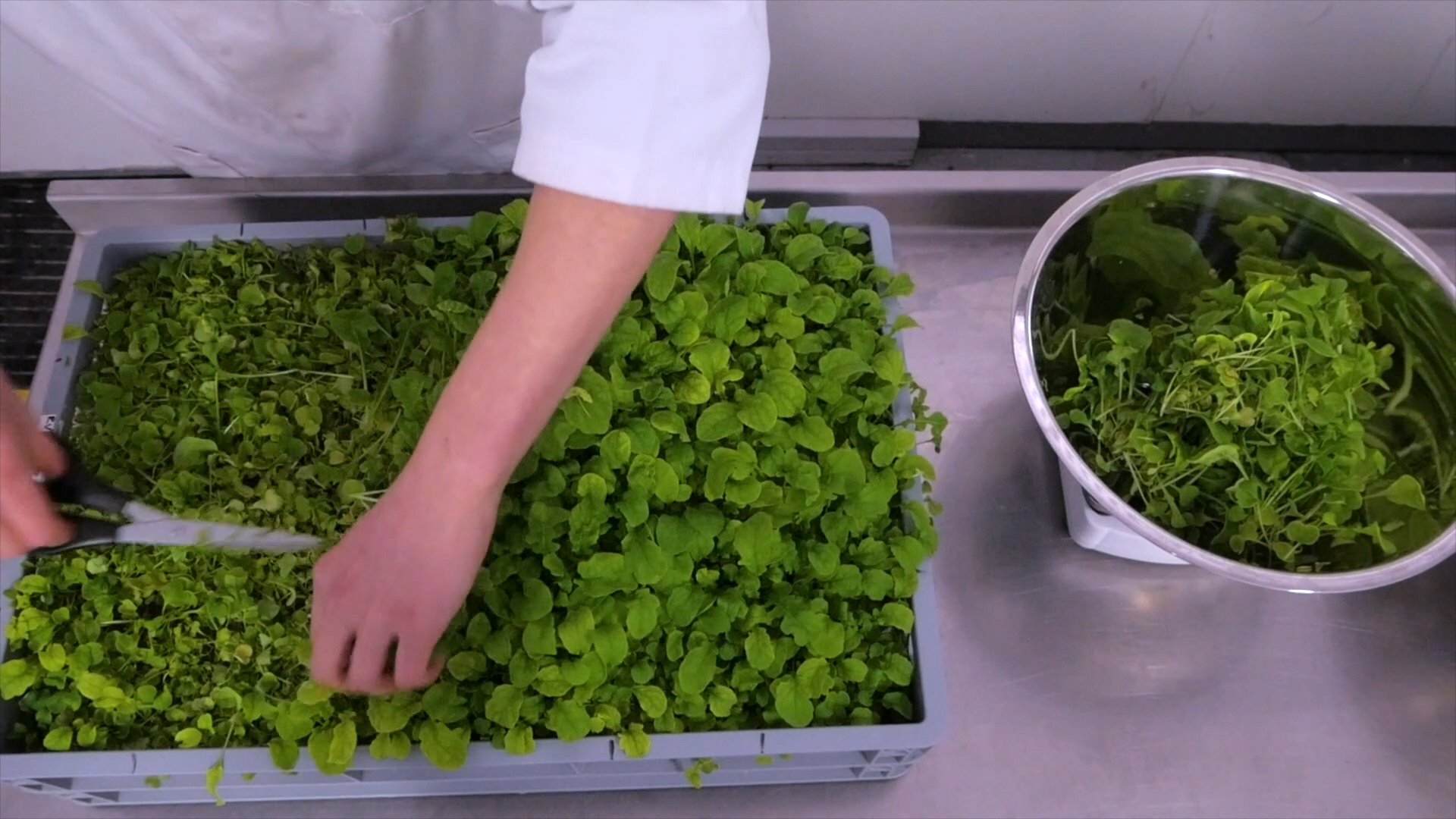 The greenhouse industry has faced economic challenges as a result of rising gas prices. but aeroponics could result in a more cost effective and sustainable indoor food production process for farmers./CGTN.