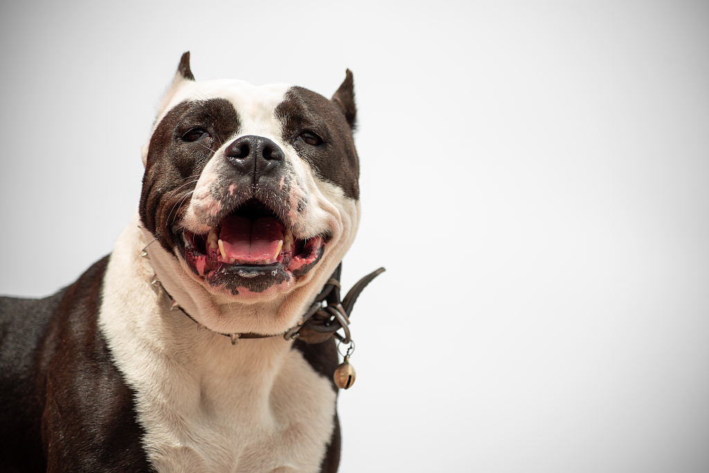 There have been a spate of attacks in the UK involving suspected XL bully dogs. /VCG