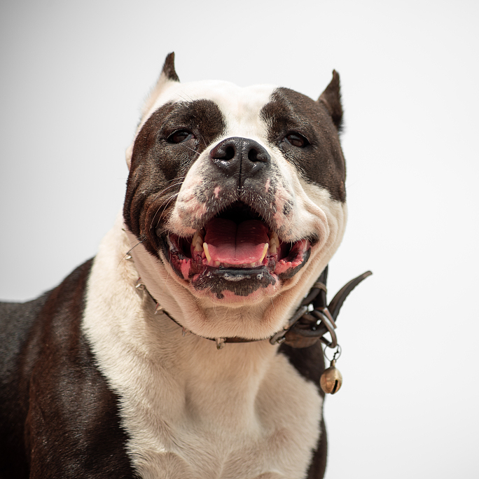Britain to ban American XL bully dogs by end of the year - CGTN