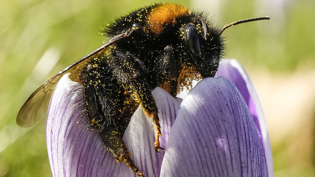 The bumblebee are vital for pollinating crops and wild plants./ CFP