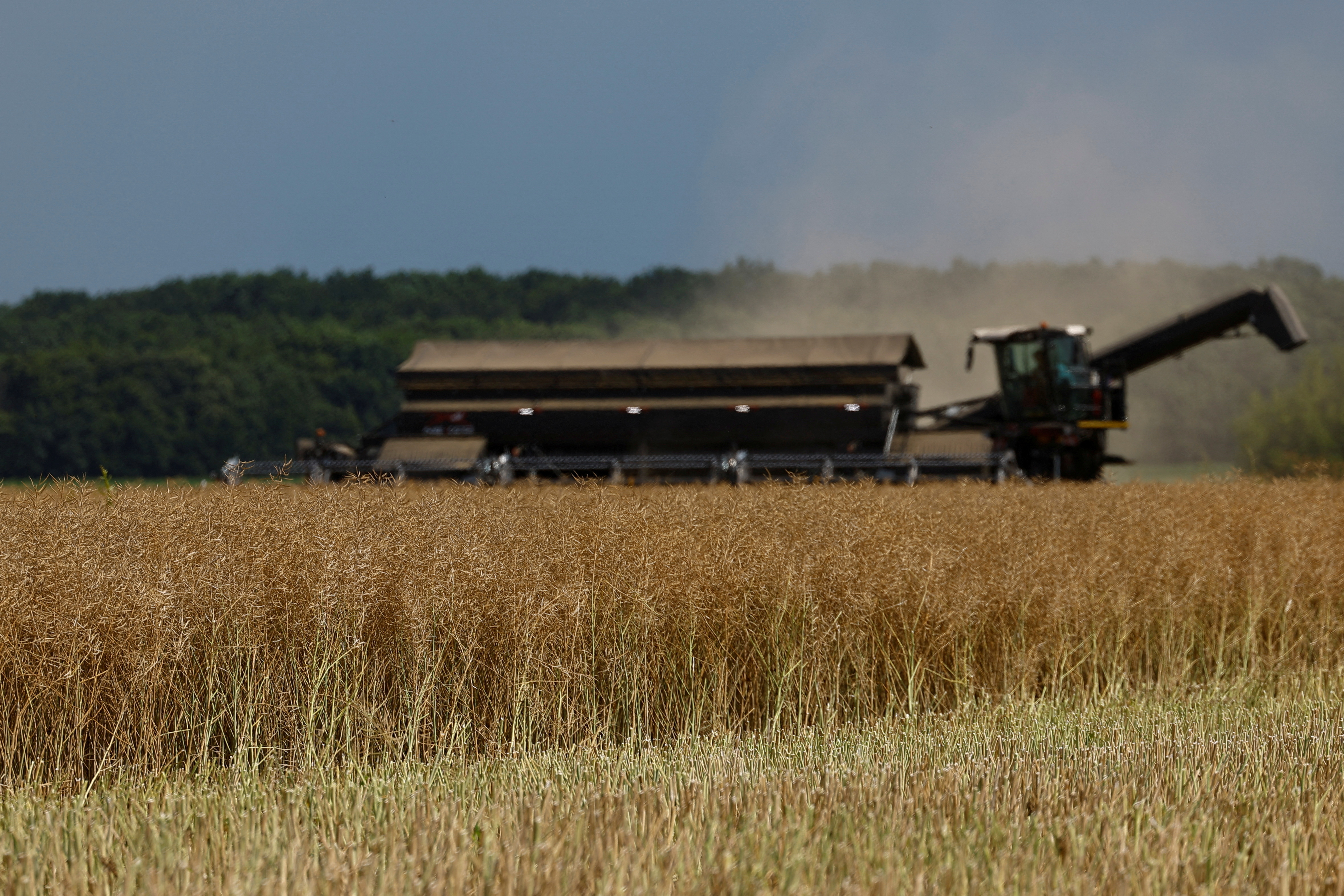 Restrictions imposed by the European Union in May allowed Poland, Bulgaria, Hungary, Romania and Slovakia to ban domestic sales of Ukrainian wheat, maize, rapeseed and sunflower seeds, while permitting transit of such cargoes for export elsewhere. /Alexander Ermochenko/Reuters