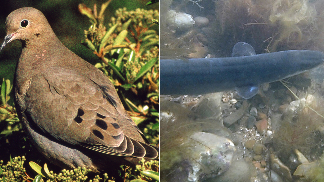 The turtle dove and European eel are under threat, the report says./ CFP