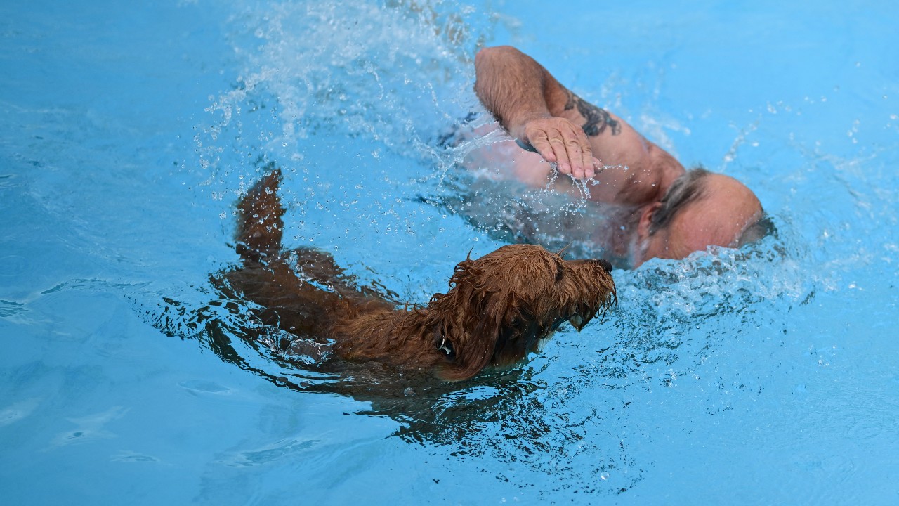 An owner swims with his dog during 'Dogtember' at Saltdean Lido, southern England. /Ben Stansall/AFP