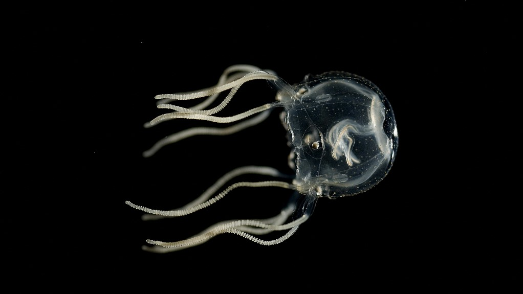 Even without a central brain, jellyfish can learn from past experiences like humans, mice, and flies, according to new research. /Jan Bielecki/AFP