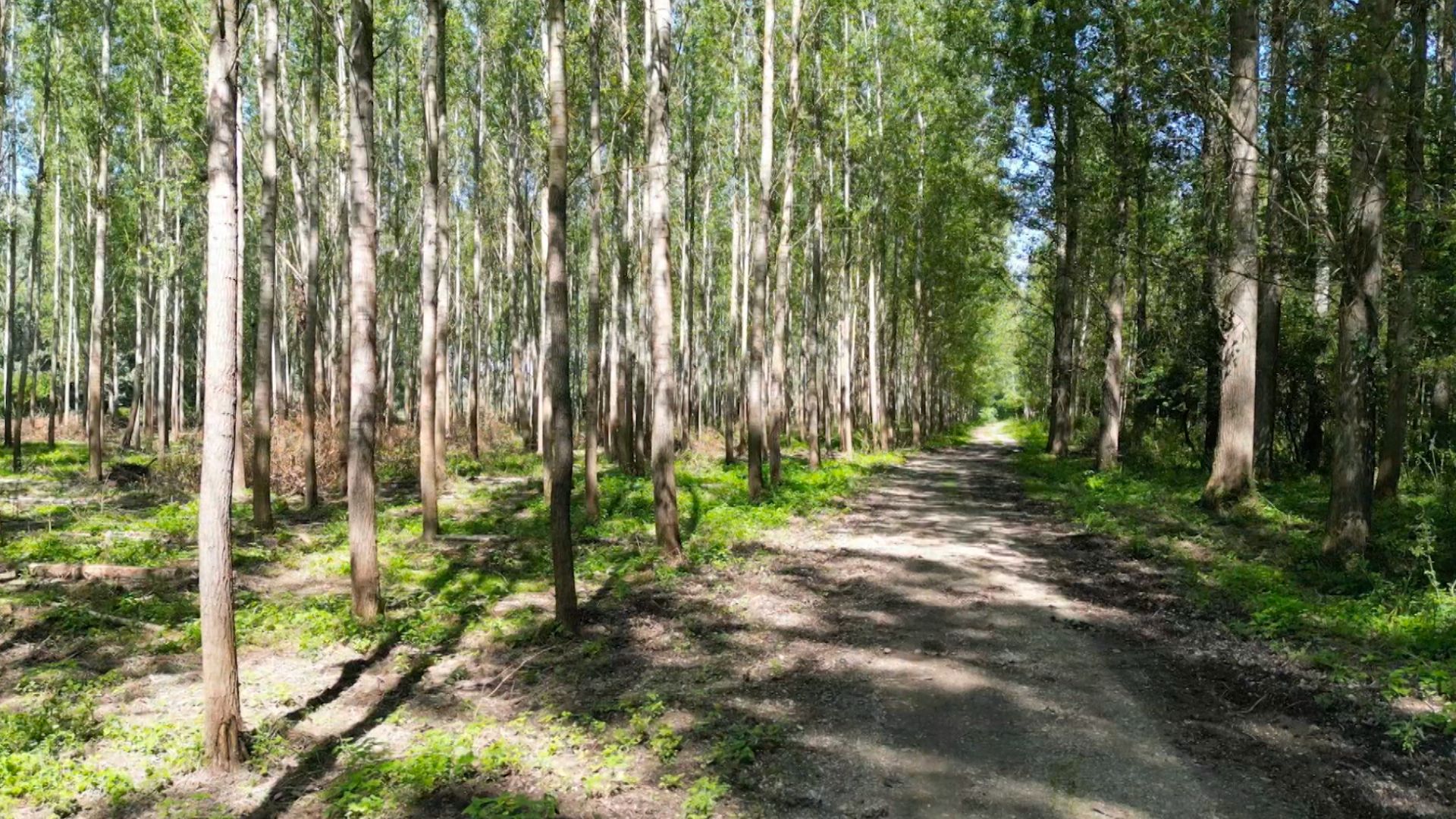 Aktivisti tvrdia, že pôvodné stromy boli vyrúbané, aby uvoľnili miesto týmto topoľovým lesom, čo ďalej poškodzuje ekosystém oblasti.  /CGTN