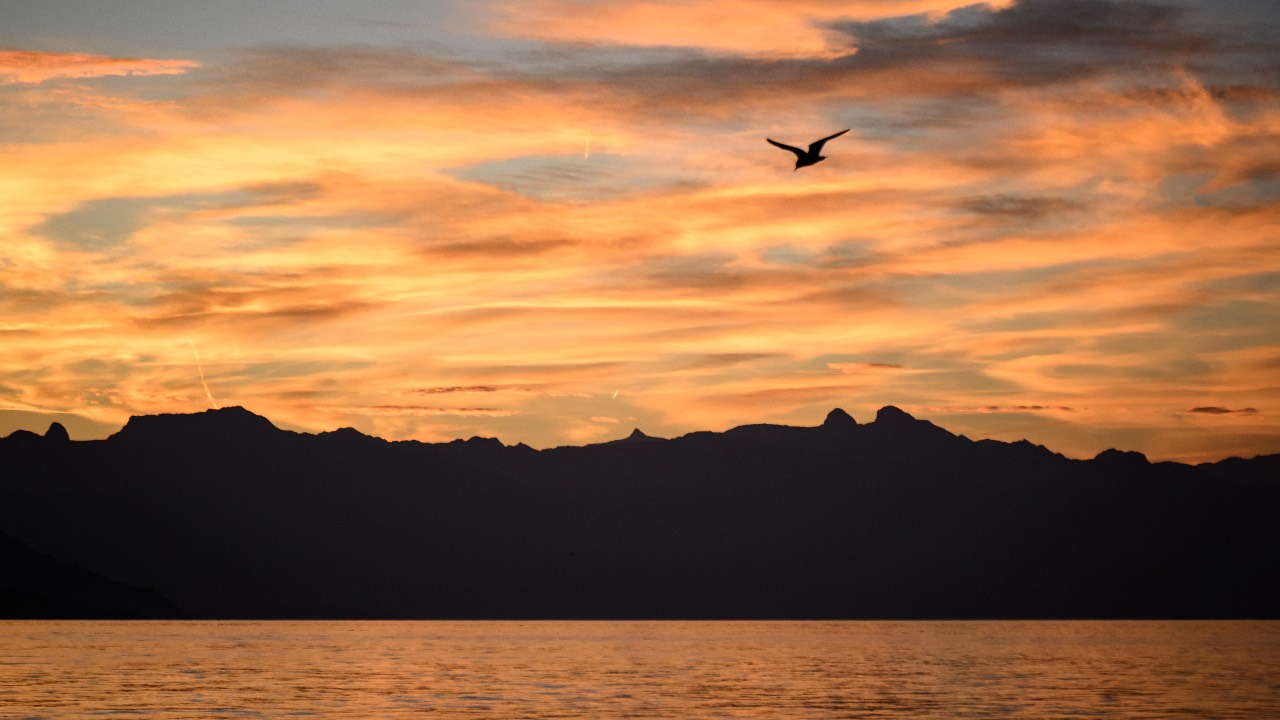 A gull flies above Lake Geneva surrounded by the Alps in Lausanne at sunrise. /Fabrice Coffrini/AFP