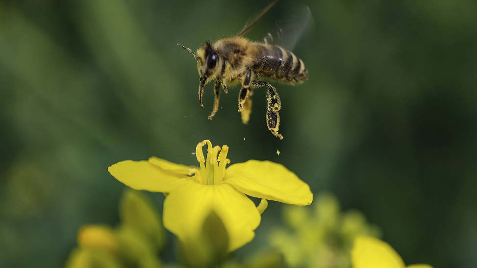 Pollinator's need to be boosted say the experts./ Oliver Berg/AP