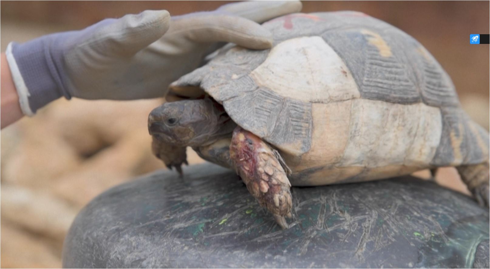 Tortoises, snakes, cats and other animals were rescued. /CGTN Europe