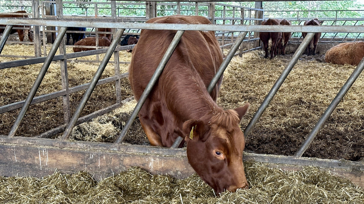 Tests have shown daffodil extract could reduce methane emissions from cows by 30 percent. /Kitty Logan/CGTN Europe