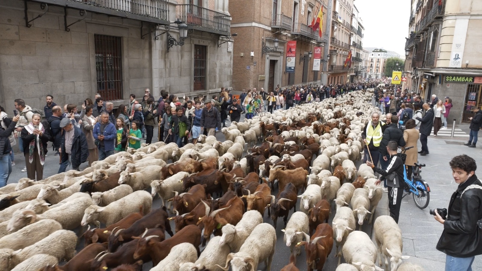 The sheep march also represents a stand by rural communities who are seeing their way of life slowly disappear. /Ken Browne/CGTN Europe 