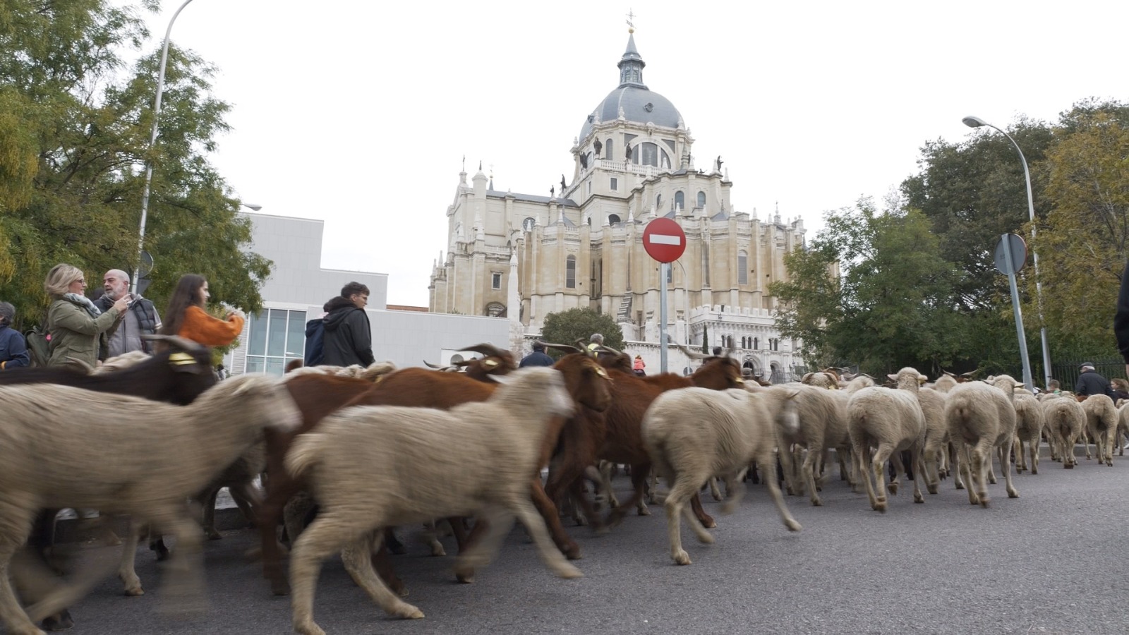The Trashumance Festival is an annual celebration of an ancient royal rite of passage granted by Spanish royalty to shepherds in 1418. /Ken Browne/CGTN Europe 