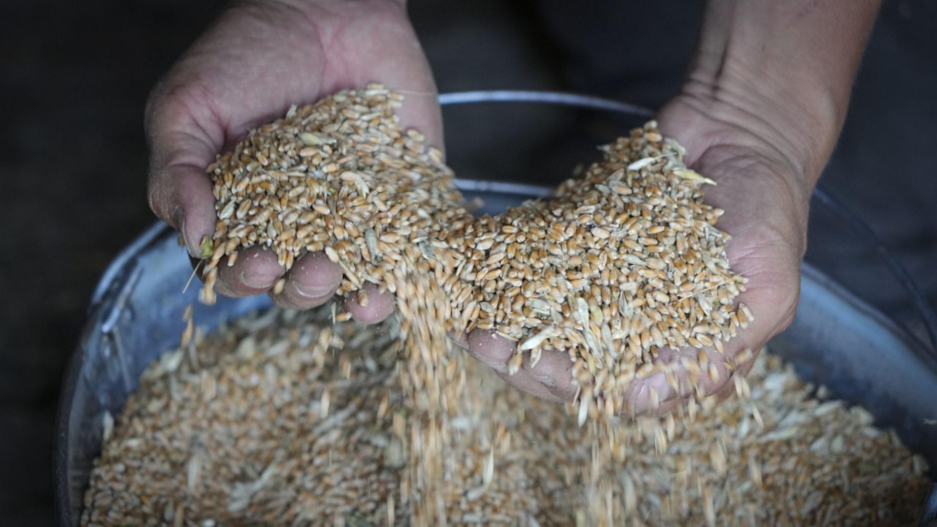 A Ukrainian farmer in the Donetsk region shows the grain in his barn in June 2022. /File/CFP