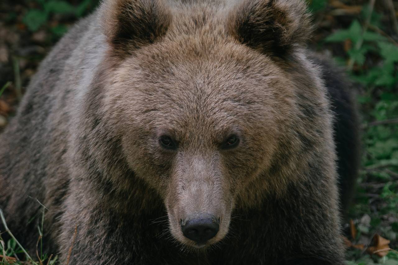 Bears like this one waiting by on a road in Covasna, Romania are sparking a huge row. /Andrei Pungovschi/AFP