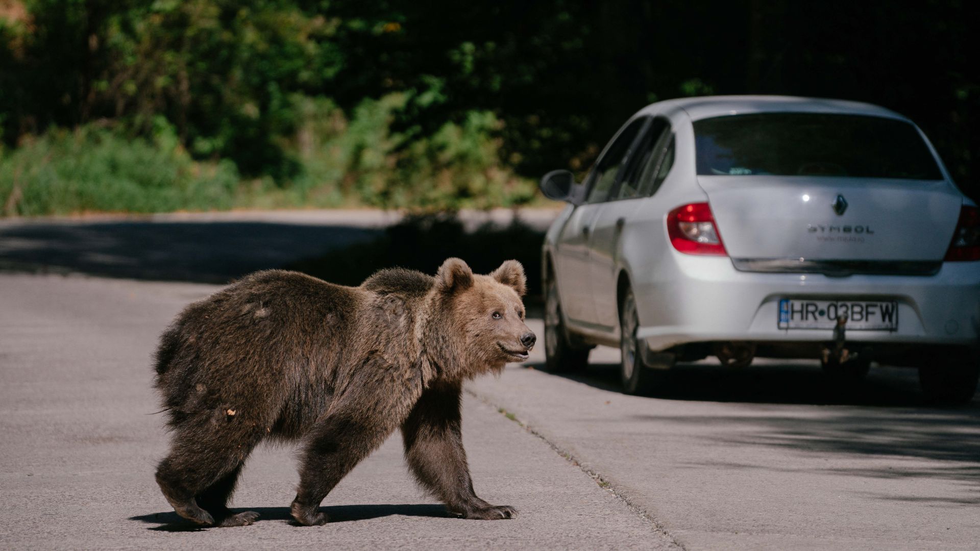 A bear waits for passing cars that might provide food in Covasna, Romania. /Andrei Pungovschi/AFP