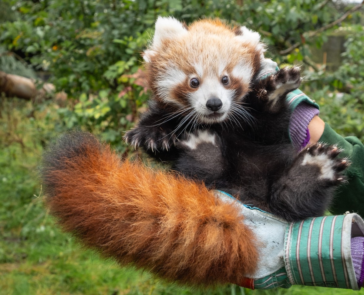 The breeding of the red panda cubs in captivity is being heralded as a big success. /Whipsnade Zoo