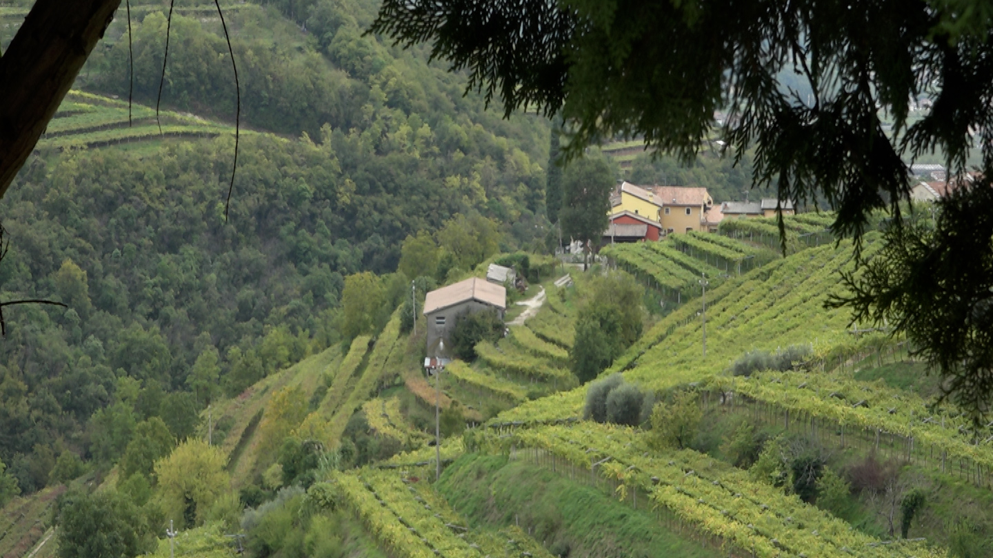 A vineyard growing grapes for the Bolla winery in northern Italy. /FSN