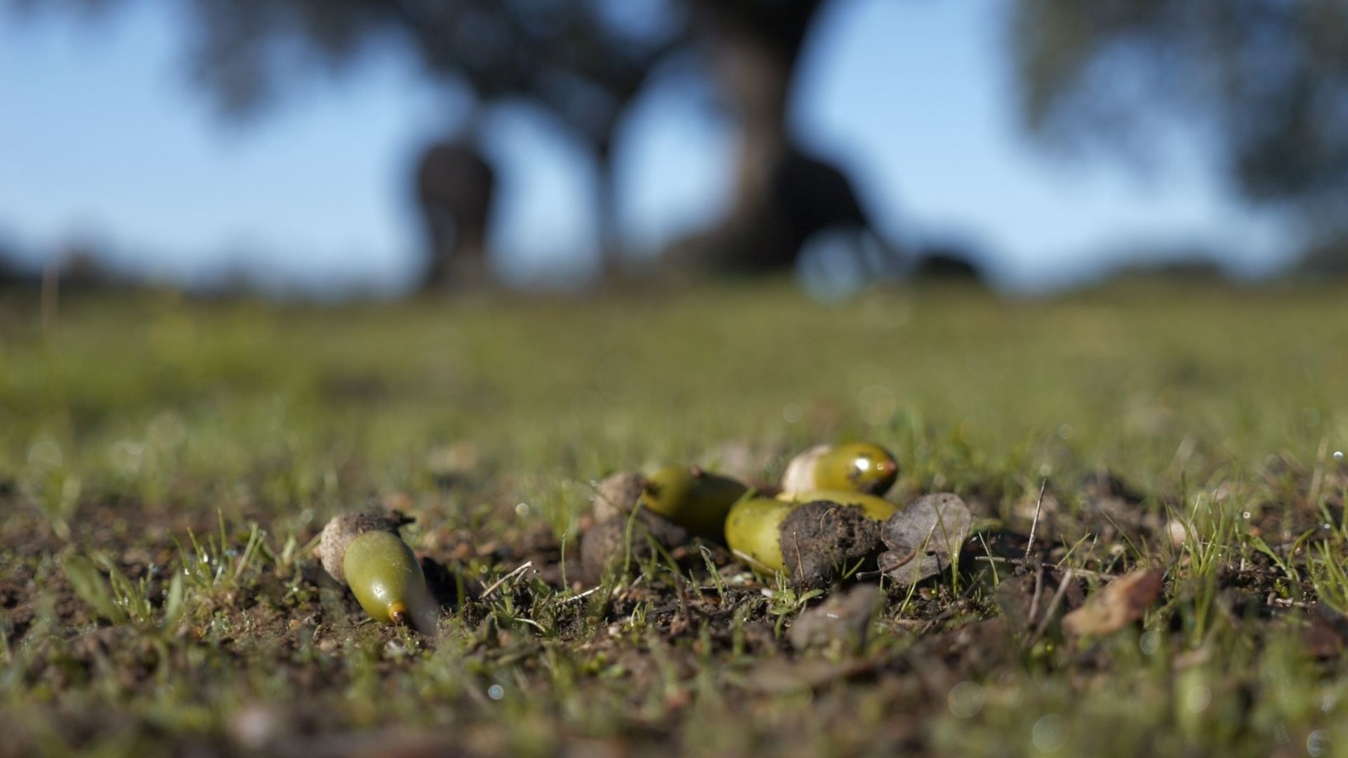  Fresh acorns ready for snuffling. /Ken Browne/CGTN
