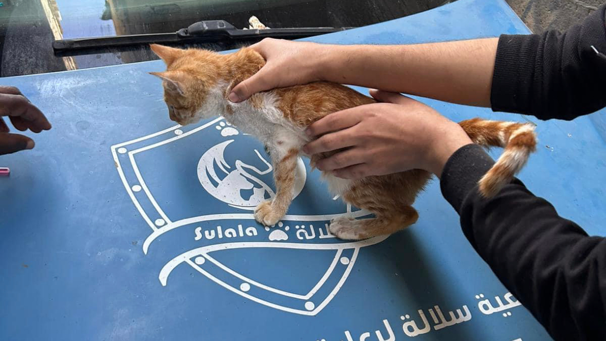 Vaccinating a stray cat. /Sulala Society for Animal Care.